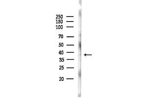 anti-omega-3 Fatty Acid Receptor 1 (O3FAR1) (Internal Region) antibody