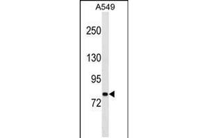 Western blot analysis in A549 cell line lysates (35ug/lane). (PCDHA1 anticorps  (AA 288-316))