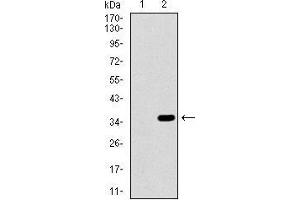 Western blot analysis using ALPI mAb against HEK293 (1) and ALPI (AA: 397-458)-hIgGFc transfected HEK293 (2) cell lysate. (Intestinal Alkaline Phosphatase anticorps  (AA 397-458))