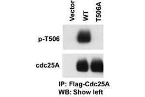 The CDC25A (phospho T506) polyclonal antibody  is used in Western blot to detect Phospho-CDC25A-T506 in cells transfected with wild type or mutant T506A of CDC25A. (CDC25A anticorps  (pThr507))