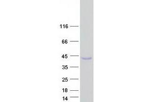 Validation with Western Blot