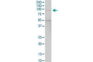 RASAL1 MaxPab polyclonal antibody.