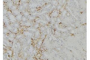ABIN6274020 at 1/100 staining Mouse kidney tissue by IHC-P. (KDELR1 anticorps  (Internal Region))