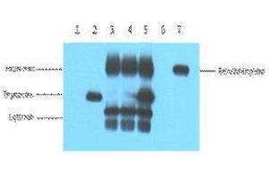 Immunoprecipitation (IP) analysis: 5ug V5 Mouse IgG1 per ml Lysate, WB 1:5000. (V5 Epitope Tag anticorps)