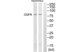 Western Blotting (WB) image for anti-Opioid Growth Factor Receptor (OGFR) (Internal Region) antibody (ABIN1851752) (OGFR anticorps  (Internal Region))