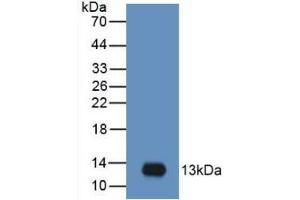 Western blot analysis of recombinant Human MIP3a. (CCL20 anticorps  (AA 27-96))