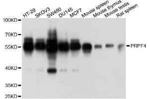 Western blot analysis of extracts of various cell lines, using PRPF4 antibody. (PRPF4 anticorps)