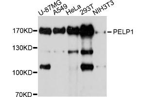 Western blot analysis of extracts of various cell lines, using PELP1 antibody. (PELP1 anticorps)