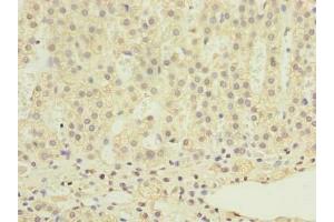 Immunohistochemistry of paraffin-embedded human adrenal gland tissue using ABIN7168408 at dilution of 1:100 (RALYL anticorps  (AA 1-291))