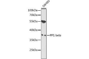 Western blot analysis of extracts of SW480 cells, using PP1 beta antibody  at 1:1000 dilution. (PPP1CB anticorps  (AA 1-327))