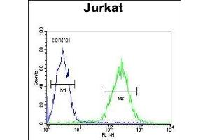 RPR1B Antibody (C-term) (ABIN653874 and ABIN2843125) flow cytometric analysis of Jurkat cells (right histogram) compared to a negative control cell (left histogram). (RPRD1B anticorps  (C-Term))