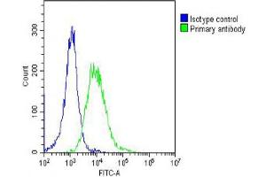 Overlay histogram showing Hela cells stained with (ABIN6242390 and ABIN6578681) (green line).
