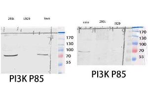 Western Blot (WB) analysis of 293T COLO205 lysis using PI 3-kinase p85alpha/gamma antibody. (PI3K p85 alpha/gamma anticorps  (Ser106))