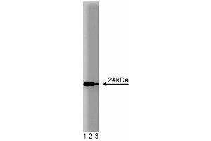 Western blot analysis of Rab11 on MDCK lysate. (RAB11A anticorps  (AA 86-207))