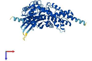 AlphaFold protein structure predicition of Human Recombinant GCK Protein, UniprotID P35557