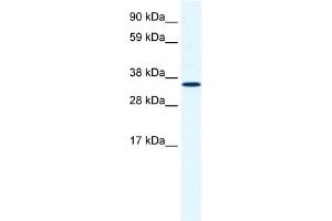WB Suggested Anti-ANXA2 Antibody Titration:  1. (Annexin A2 anticorps  (C-Term))
