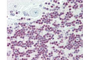 Anti-TBX15 antibody IHC staining of human brain, cerebellum. (T-Box 15 anticorps  (AA 412-461))