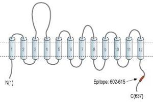 Representative domain view of the target of ABIN7043744.