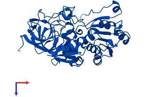 AlphaFold protein structure predicition of Human Recombinant ADH4 Protein, UniprotID P08319