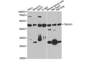 Western blot analysis of extracts of various cell lines, using TSG101 antibody (ABIN5971242) at 1/1000 dilution. (TSG101 anticorps)
