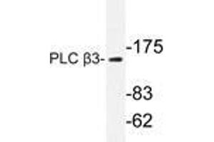 Western blot analysis of PLC β3 antibody in extracts from HeLa cells. (PLCB3 anticorps)