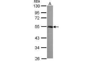 WB Image Sample (30 ug of whole cell lysate) A: 293T 10% SDS PAGE antibody diluted at 1:1000 (TUBB2A anticorps)