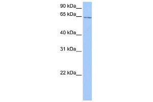 C2ORF42 antibody used at 1 ug/ml to detect target protein. (C2orf42 anticorps  (C-Term))