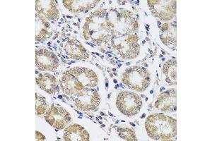 Immunohistochemistry of paraffin-embedded human stomach using CTSC antibody.