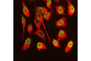 IF analysis of SFPQ using anti-SFPQ antibody (ABIN7603089) and anti-Tubulin Alpha antibody (ABIN7600339). (SFPQ anticorps  (Middle Region))