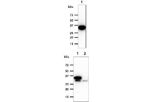 The cell lysates (40ug) were resolved by SDS-PAGE, transferred to PVDF membrane and probed with anti-human SULT2A1 antibody (1:1000).