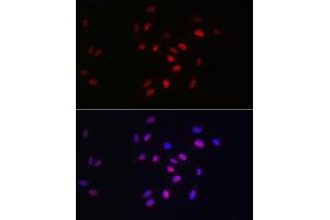 Immunofluorescence analysis of U2OS cells using HDGF Rabbit mAb (ABIN7267622) at dilution of 1:100 (40x lens). (HDGF anticorps)