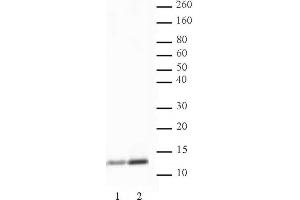 Histone H4K5ac antibody (pAb) tested by Western blot. (Histone H4 anticorps  (acLys5))