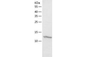 Western Blotting (WB) image for Polymerase (RNA) II (DNA Directed) Polypeptide F (POLR2F) (AA 1-127) protein (His-IF2DI Tag) (ABIN7124522)