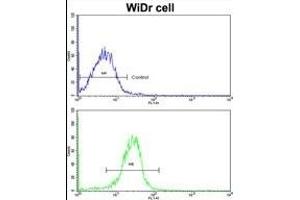 Flow cytometric analysis of widr cells using DAC Antibody (C-term)(bottom histogram) compared to a negative control cell (top histogram). (AADAC anticorps  (C-Term))
