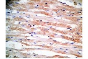 Rat heart tissue was stained by Rabbit Anti-MCT-1 (H) Antibody (Mitocryptide-1 (MCT-1) anticorps)