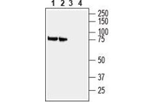 Solute Carrier Family 3 Member 1 (SLC3A1) peptide