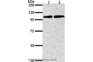 Western blot analysis of NIH/3T3 and Jurkat cell, using NFATC4 Polyclonal Antibody at dilution of 1:400