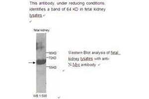 Image no. 1 for anti-N-Myc Proto-Oncogene Protein (MYCN) antibody (ABIN790800)