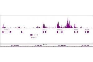 MLL / HRX antibody (pAb) tested by ChIP-Seq. (MLL/KMT2A anticorps  (AA 2829-2883))