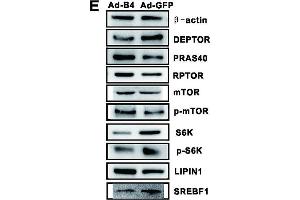 BMP4 inhibits triglyceride accumulation through regulating the genes involved in lipid metabolism and members of mTORC1 signaling pathway in hepatocytes.