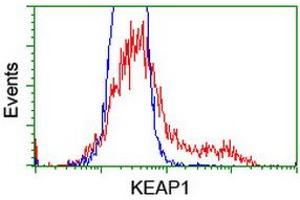 HEK293T cells transfected with either RC202189 overexpress plasmid (Red) or empty vector control plasmid (Blue) were immunostained by anti-KEAP1 antibody (ABIN2453954), and then analyzed by flow cytometry. (KEAP1 anticorps)