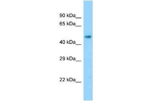 WB Suggested Anti-Slc17a2 Antibody Titration: 1.