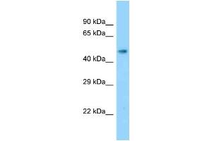 WB Suggested Anti-Slc17a2 Antibody Titration: 1. (SLC17A2 anticorps  (Middle Region))