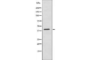 Western blot analysis of extracts from HuvEc cells,using Maf antibody. (MAF anticorps  (C-Term))