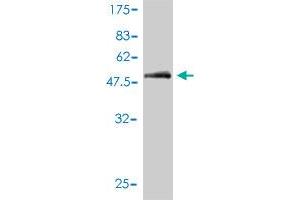 Western Blot detection against Immunogen (59.