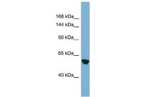 Host: Rabbit Target Name: MKLN1 Sample Type: HT1080 Whole Cell lysates Antibody Dilution: 1. (MKLN1 anticorps  (N-Term))