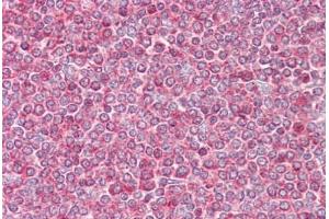 Anti-Beta Actin antibody IHC staining of human spleen.