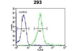 Flow cytometric analysis of 293 cells using IRF2BP2 Antibody (Center) Cat. (IRF2BP2 anticorps  (Middle Region))