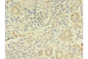 Immunohistochemistry of paraffin-embedded human pancreatic tissue using ABIN7162815 at dilution of 1:100