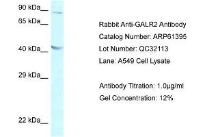Western Blotting (WB) image for anti-Galanin Receptor 2 (GALR2) (C-Term) antibody (ABIN786413) (GALR2 anticorps  (C-Term))